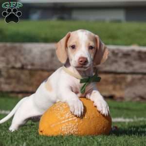 Jackson, Dachshund Puppy