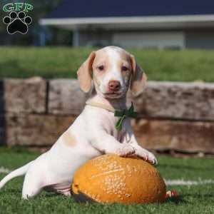 Jackson, Dachshund Puppy