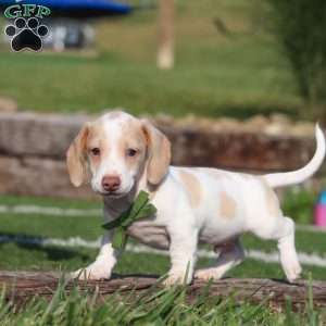 Jackson, Dachshund Puppy