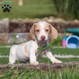 Jackson, Dachshund Puppy