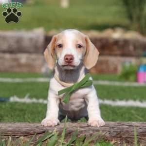 Jackson, Dachshund Puppy