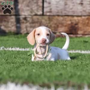 Jackson, Dachshund Puppy