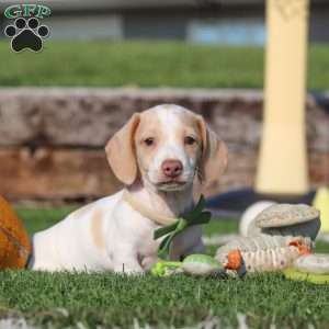 Jackson, Dachshund Puppy