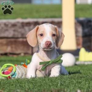 Jackson, Dachshund Puppy