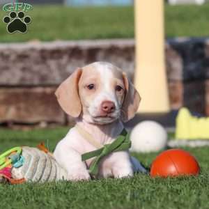Jackson, Dachshund Puppy