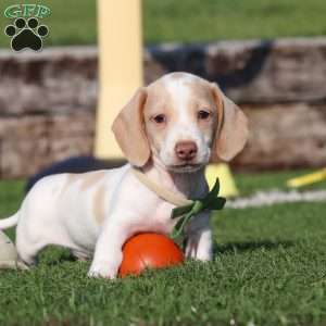 Jackson, Dachshund Puppy