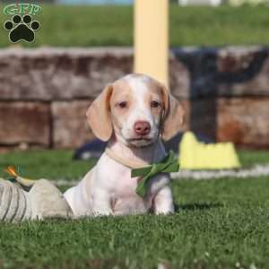 Jackson, Dachshund Puppy
