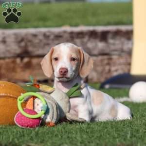 Jackson, Dachshund Puppy