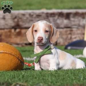 Jackson, Dachshund Puppy