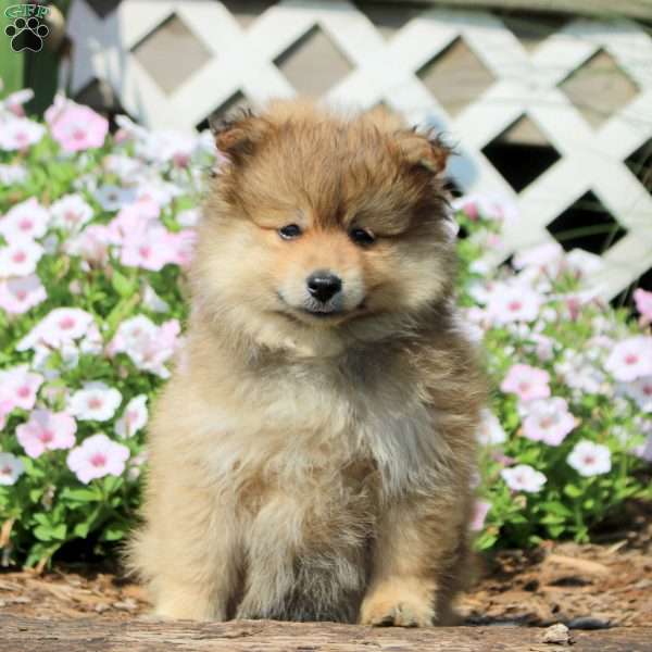 Jackson, Pomeranian Puppy