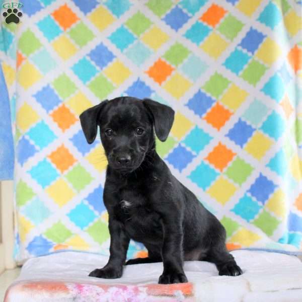Jackson, Jack Russell Mix Puppy