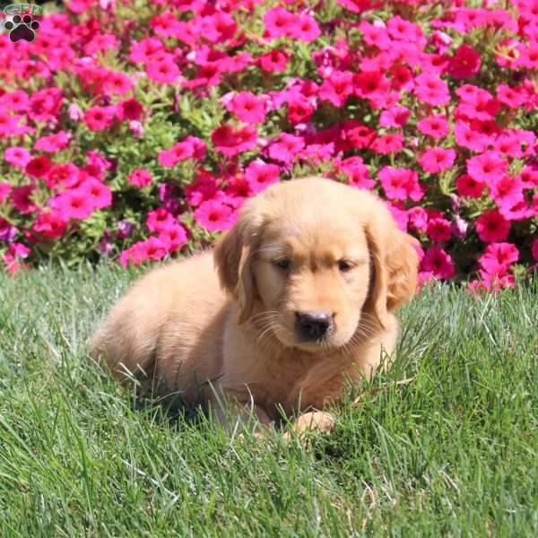 Jackson, Golden Retriever Puppy