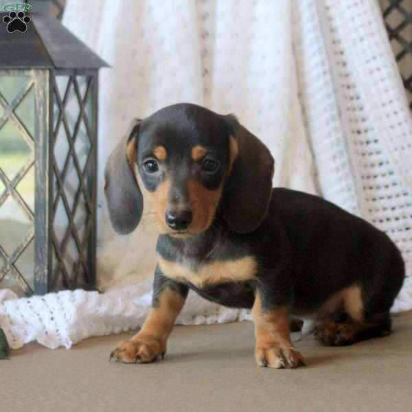 Jackson, Dachshund Puppy