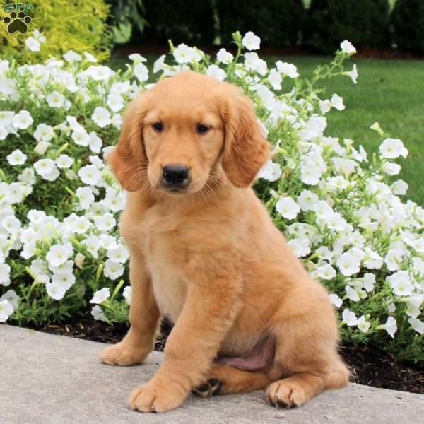 Jackson, Golden Retriever Puppy