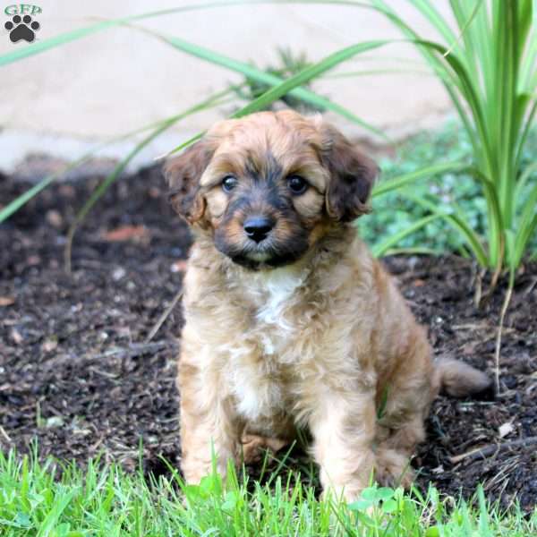 Jackson, Cavapoo Puppy
