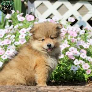 Jackson, Pomeranian Puppy