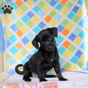 Jackson, Jack Russell Mix Puppy