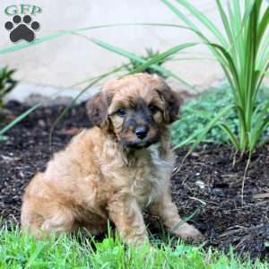 Jackson, Cavapoo Puppy
