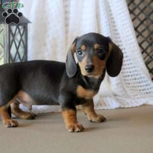 Jackson, Dachshund Puppy