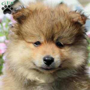 Jackson, Pomeranian Puppy