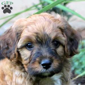 Jackson, Cavapoo Puppy