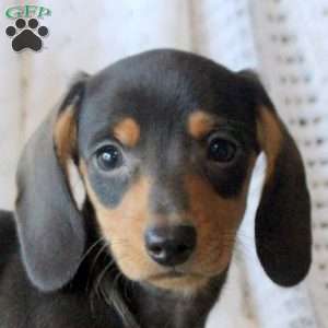 Jackson, Dachshund Puppy