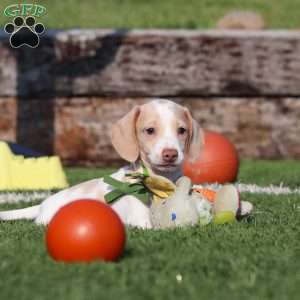 Jackson, Dachshund Puppy