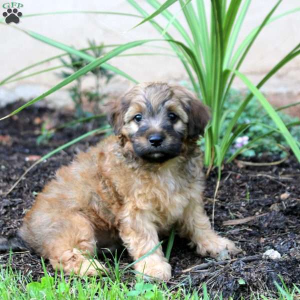 Jacoby, Cavapoo Puppy