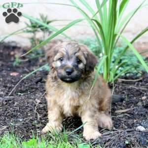 Jacoby, Cavapoo Puppy