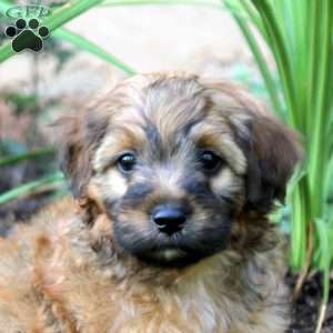 Jacoby, Cavapoo Puppy