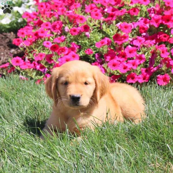 Jade, Golden Retriever Puppy
