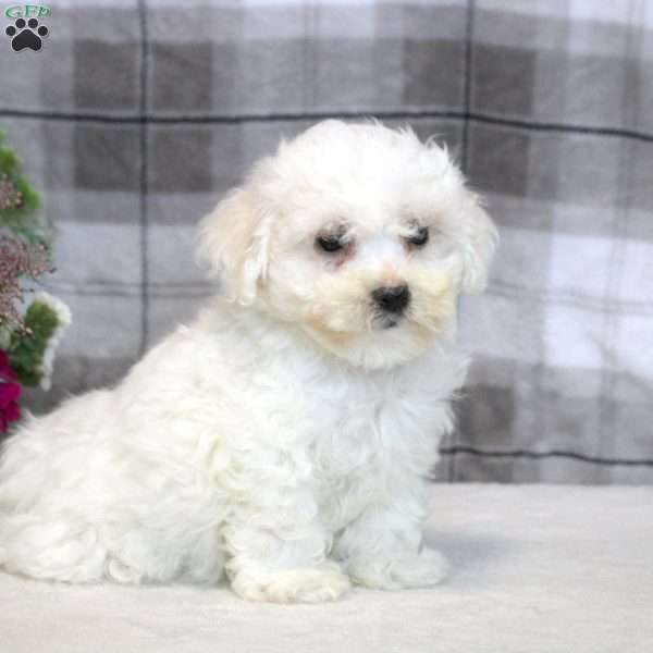 Jake, Bichon Frise Puppy