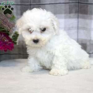 Jake, Bichon Frise Puppy