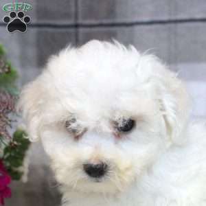 Jake, Bichon Frise Puppy