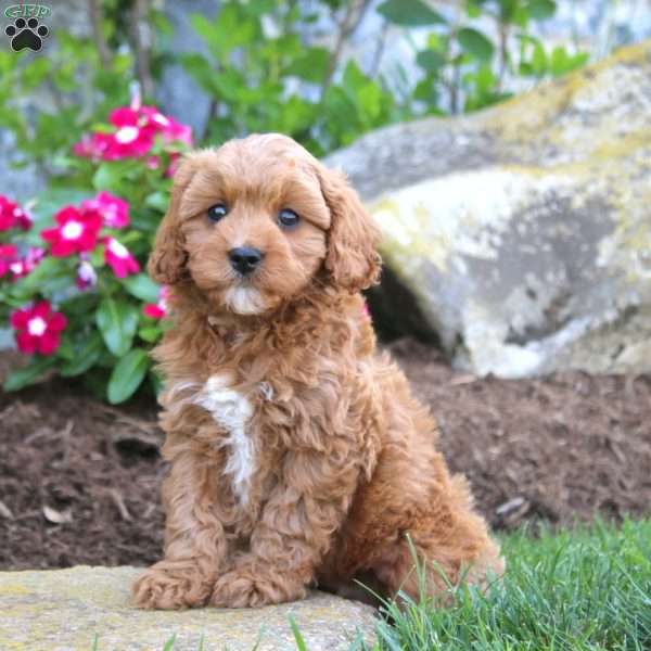 Jake, Cavapoo Puppy