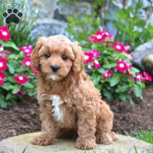 Jake, Cavapoo Puppy