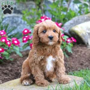 Jake, Cavapoo Puppy