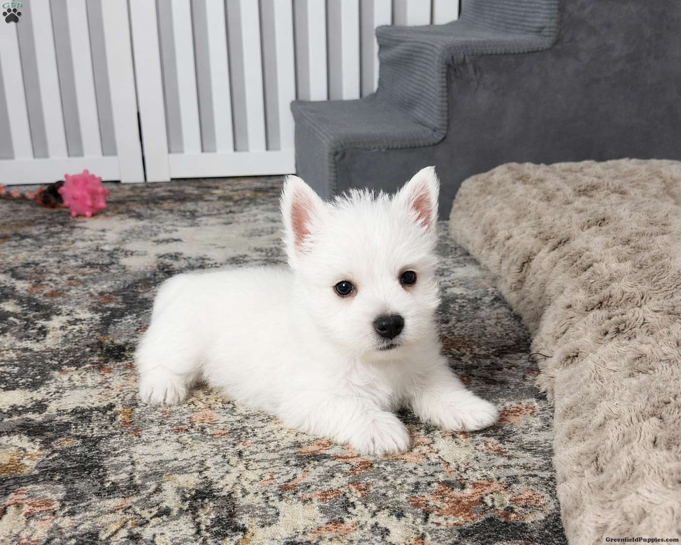 Jalon (West Highland White Terrier, Male) in Millersburg, OH