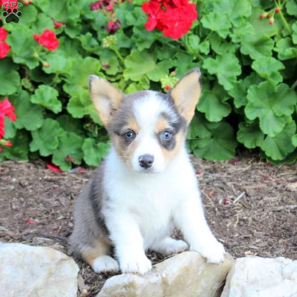 James, Pembroke Welsh Corgi Puppy