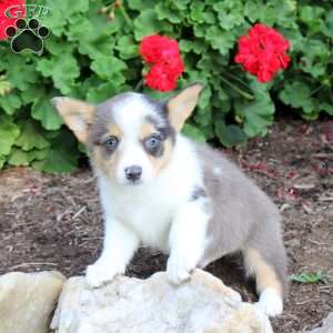 James, Pembroke Welsh Corgi Puppy