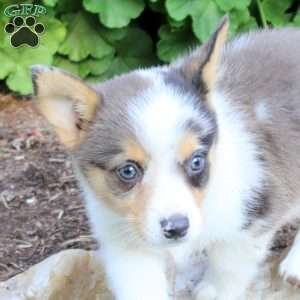 James, Pembroke Welsh Corgi Puppy