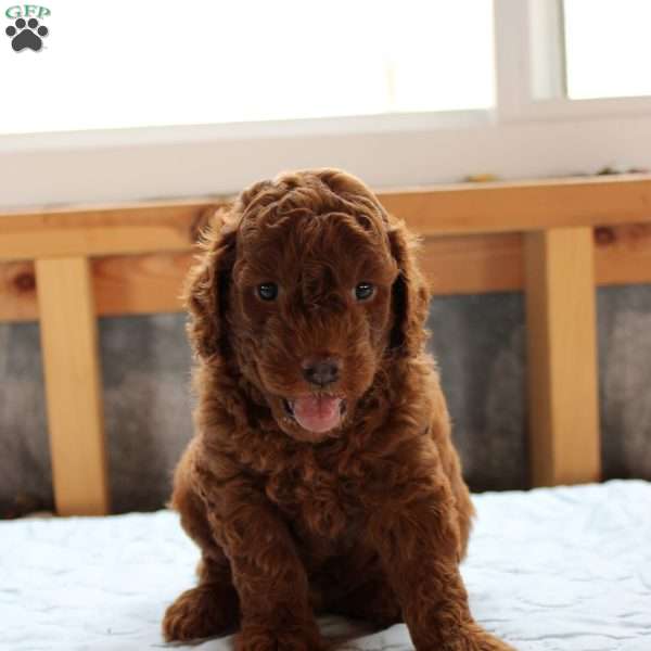 James, Cockapoo Puppy
