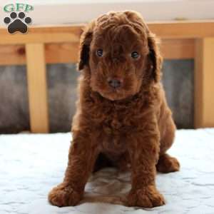James, Cockapoo Puppy
