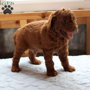 James, Cockapoo Puppy