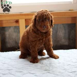 James, Cockapoo Puppy
