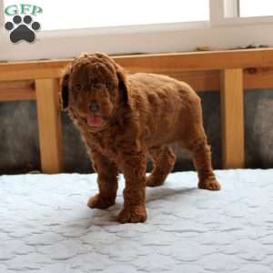 James, Cockapoo Puppy
