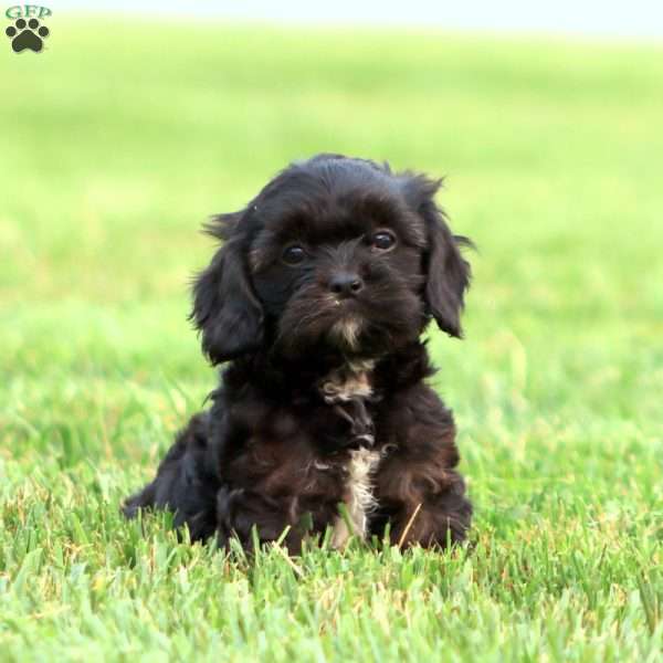 Jamie, Cavapoo Puppy