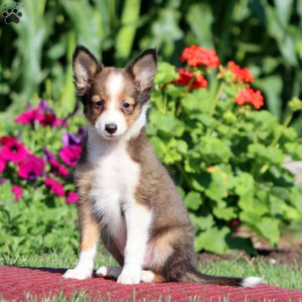 Jamie, Sheltie Puppy
