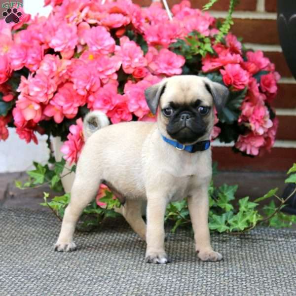 Jamie, Pug Puppy