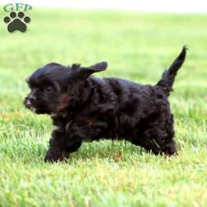 Jamie, Cavapoo Puppy